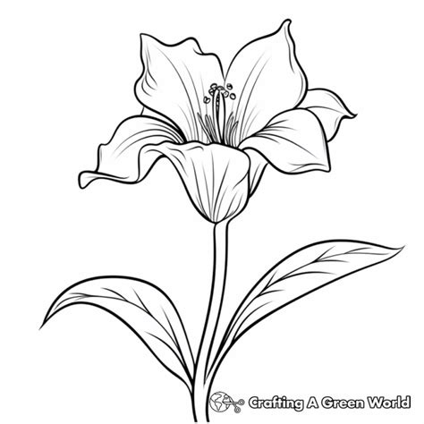 Lily Coloring Pages Free And Printable