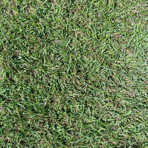 Palisades Zoysia Poinsettturfgrass