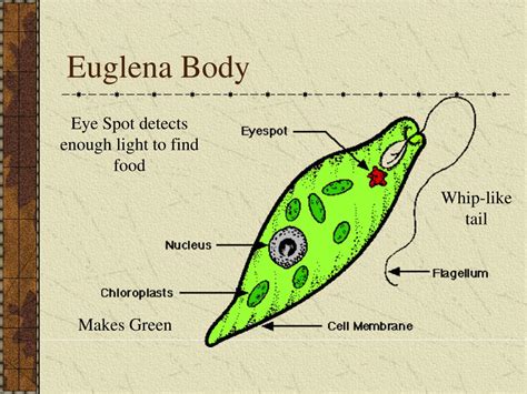 PPT - Kingdom: Protista PowerPoint Presentation, free download - ID:514793