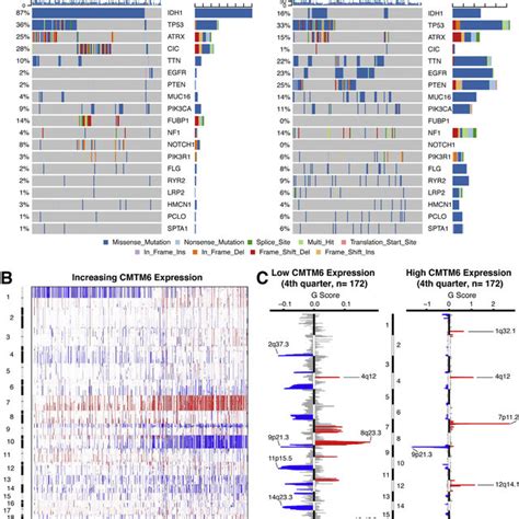 Distinct Genomic Profiles Associated With Cmtm6 Expression A