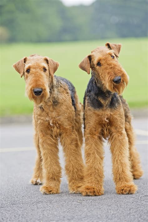 Mini Airedale Terrier Puppies