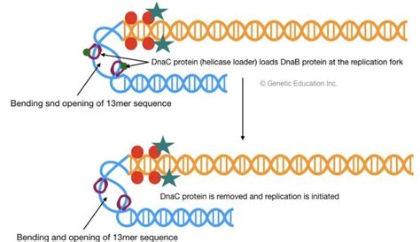 Prokaryotic Dna Replication