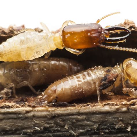 How To Identify And Control Subterranean Termites Pest Control Unlimited