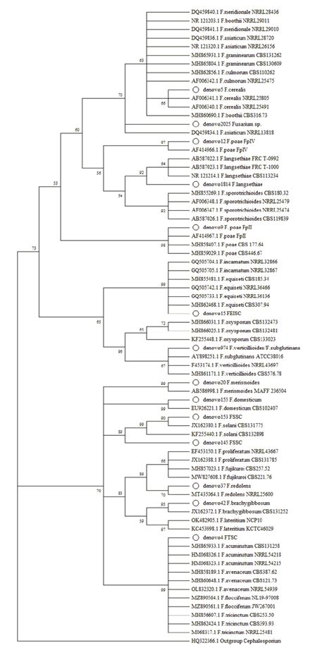 Maximum Likelihood Phylogenetic Tree Of The ITS2 Sequences From