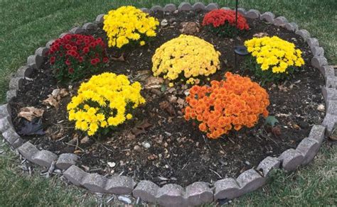 How to Grow Hardy Chrysanthemums, Growing Mums plants by The Gardener's ...
