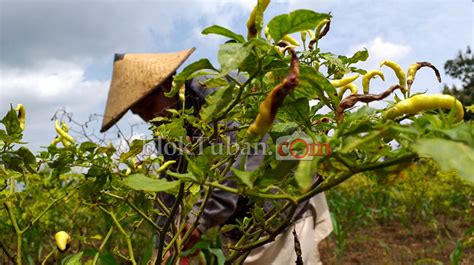 Saat Harga Selangit Cabai Di Tuban Diserang Hama Patek Petani Panen Dini