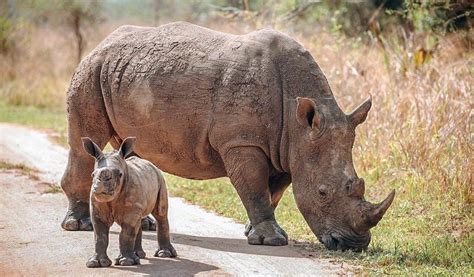 21 Day Uganda Primates Wildlife Safari Munda Africa Adevnture