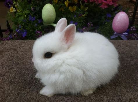 Netherland Dwarf Baby Bunnies Cute Bunny Pictures Baby Bunnies