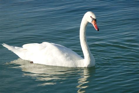 Fotos gratis agua pájaro ala pico fauna cisne vertebrado Aves