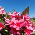 Plumeria Rubra Trees SA