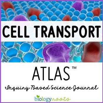 Cell Transport Ngss Inquiry By Biology Roots Tpt