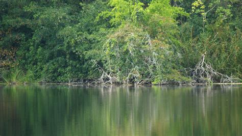 Biotopo Naachtún Dos Lagunas Biotopos Que Existen En Guatemala