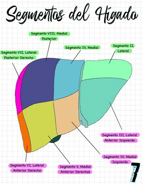 Segmentos del Hígado Anatomía JR STUDIES 7 uDocz