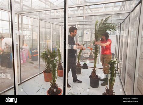 Red Palm Weevil Research Researchers Studying The Life Cycle Of The