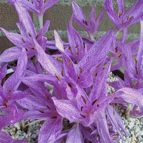 Colchicum Agrippinum Buy Plants At Coolplants