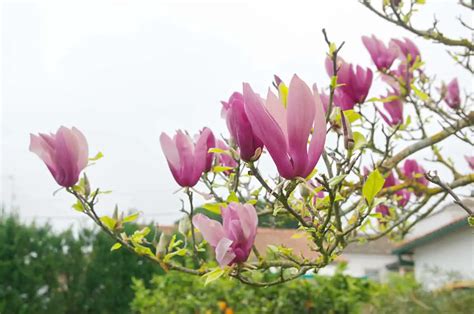 10 Dwarf Magnolia Tree Varieties - Plantglossary