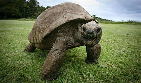 Jonathan The 190 Year Old Tortoise Was Photographed In 1886 And Today