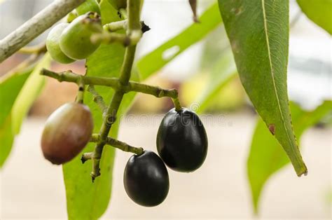 Jamun Fruits In A Pot Stock Image Image Of Fruits Blackberry 154072623