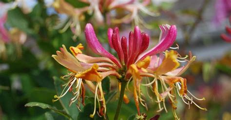 How To Grow Honeysuckle 2024 Propagation And Care Guide