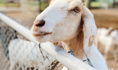 Ceva Animal Health Human Health Protection Goals