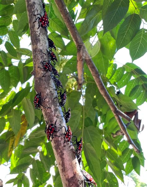 Its Time To Watch For And Report Findings Of Spotted Lanternfly Eggs