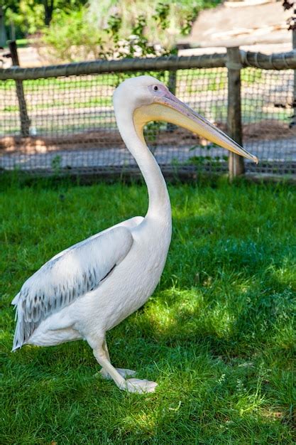 Pel Canos Blancos Solos En El Lago Pelecanus Onocrotalus Foto Premium