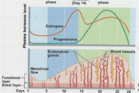 Physio Lecture Final Physio Of Female Reproductive System Flashcards