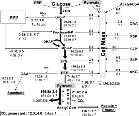 In Vivo Distribution Of Metabolic Fluxes For Wild Type MG1655