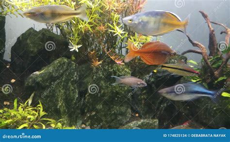 Red Rainbow Fish In Aquarium Stock Photo Image Of Fish Aquarium