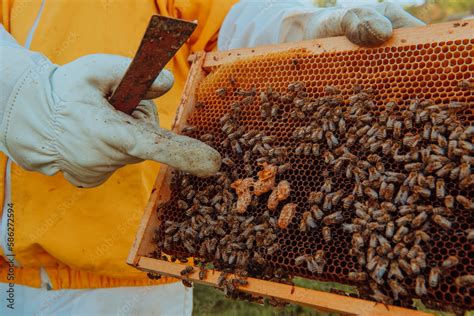 The Beekeeper Checks The Queens For The Honeycomb Beekeepers Check