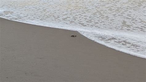 August 18 2023 Friday Update Caswell Beach Turtle Watch