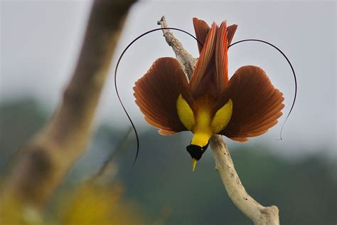 Les Oiseaux Du Paradis Beautiful Birds Birds Of Paradise Birds