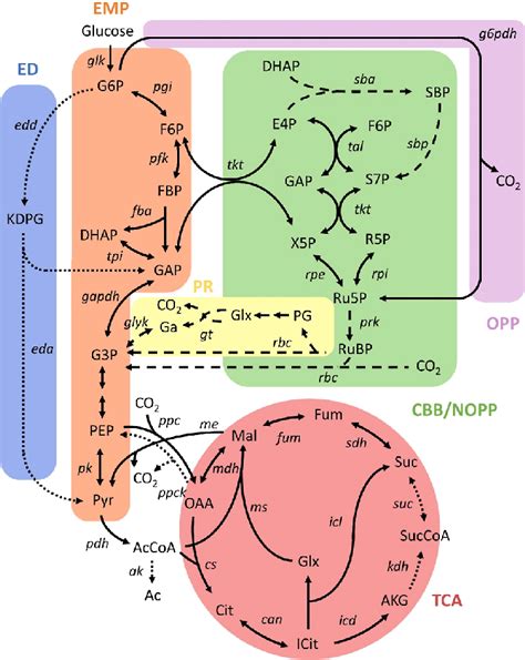 Schematic Representation Of Central Carbon Metabolism In Autotrophic