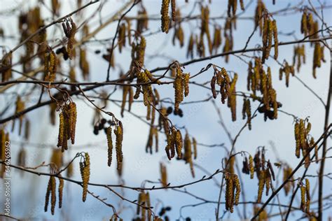 Small Branch Of Black Alder Alnus Glutinosa With Male Catkins And