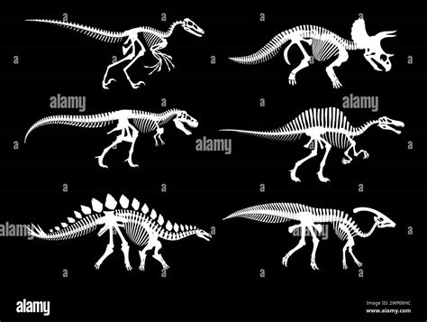 Dinosaur Fossil Skeletons And Jurassic Dino Bones Imprints Vector