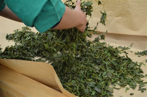 How Is Japanese Sencha Tea Hand Processed Kyoto Obubu Tea Farms