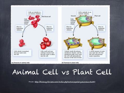 Biology Osmosis And Tonicity