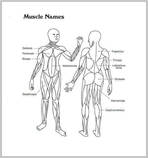 Muscular And Skeletal System Graph Diagram