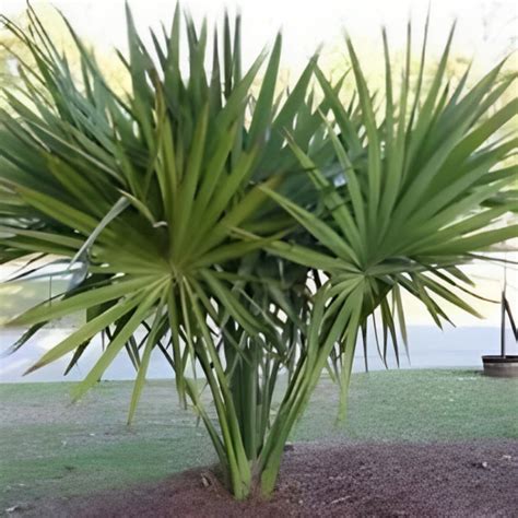 Sabal Palm Seeds — Montana Seed Farmer