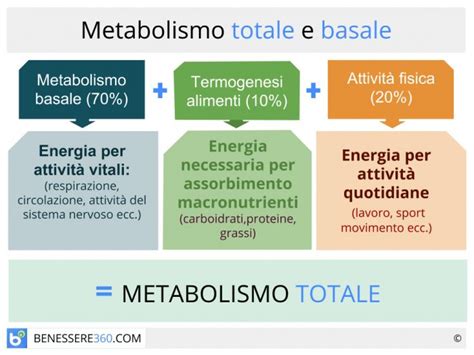 Metabolismo Basale E Metabolismo Totale