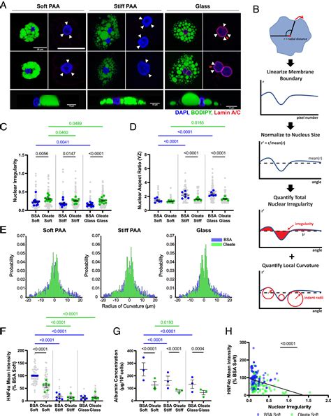 Lipid Droplets Are Intracellular Mechanical Stressors That Impair