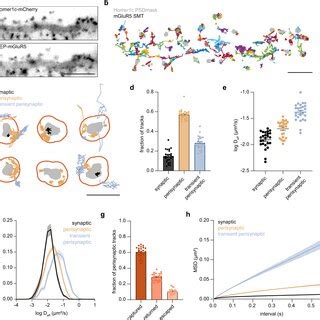 Distribution Of Mglur Diffusion In Spines Is Heterogeneous A Widefield