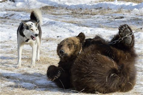 Dramatic Pictures Show How Dogs Are Trained To Hunt As They Attack