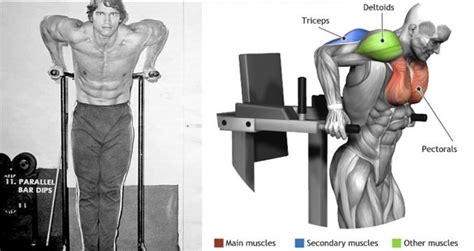 Mastering Dips Guide Form Flaws Set Up And Execution Fitness