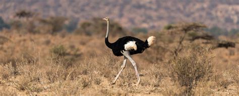 Ostrich Symbolism A Message Spirit Animals Totems