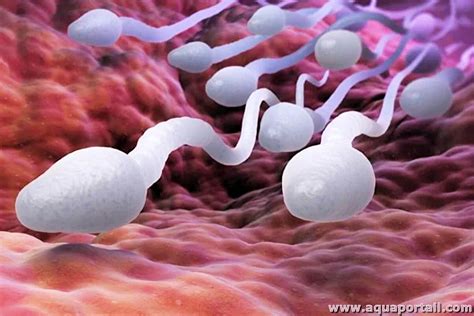Sperme Définition Et Explications