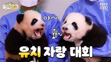 ENG 유치 자랑하며 수다 삼매경 빠진 쌍둥이 아기판다ㅋㅋㅋ 바오바오 EP 12 루이바오 후이바오 에버랜드 판다월드