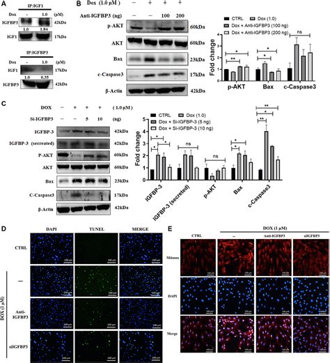 Doxorubicin Induced Ros Dependent Hif Activation Mediates Blockage Of