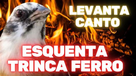 CANTO PARA LEVANTA TRINCA FERRO ESQUENTAR TRINCA FERRO ESTIMULA