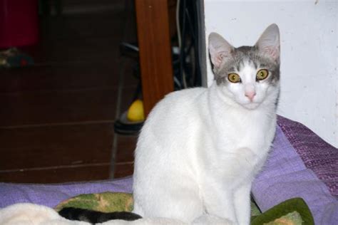 Goliat Gato En Adopci N En Orihuela Alicante Bamb Difunde